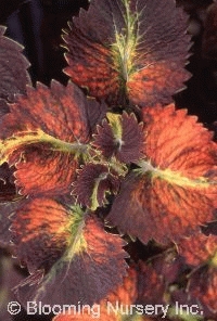 Coleus (Solenostemon) 'Hurricane Jenni'